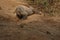 Komodo dragon guarding nest close to photographer