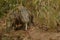 Komodo dragon guarding nest close to photographer