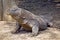 Komodo dragon, Komodo Island, Indonesia.