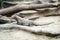 The Komodo dragon,large reptile walking in enclosure