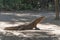 Komodo dragon lizard. Endemic wild predator. Hunting coldblooded aggressive dragon.