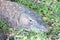 Komodo dragon lying on the ground