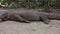 Komodo dragon. national park indonesia. flores. labuan bajo. fullhd video