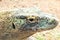 Komodo Dragon at the Phoenix Zoo, Arizona Center for Nature Conservation, Phoenix, Arizona, United States