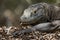 Komodo Dragon portrait. Komodo island. Indonesia