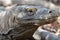 Komodo Dragon portrait. Komodo island. Indonesia