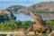 Komodo dragon, portrait with landscape view