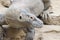 Komodo dragon profile