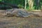 A Komodo Dragon at rest, Komodo Island, Indonesia