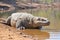 a komodo dragon resting near a desert waterhole