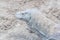 Komodo dragon resting on the sand