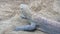 Komodo dragon resting on the sand