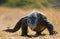 Komodo dragon runs along the ground. low point shooting. Dynamic picture. Indonesia. Komodo National Park