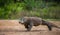 Komodo dragon runs along the ground. low point shooting. Dynamic picture. Indonesia. Komodo National Park