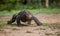 Komodo dragon runs along the ground. low point shooting. Dynamic picture. Indonesia. Komodo National Park