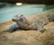 Komodo dragon sits on the ground near a body of water
