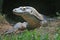 Komodo Dragon with soft focus grass in foreground