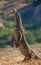 Komodo dragon is standing upright on their hind legs. Interesting perspective. The low point shooting. Indonesia.