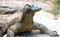 Komodo Dragon Stare Down