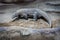 A komodo dragon. Varan. Closeup of monitor lizard in a zoo. Closeup Savannah Monitor on Stone with Sand.