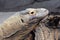 Komodo dragon, Varanus komodoensis also known as the Komodo Monitor