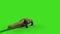 Komodo Dragon Varanus Komodoensis Lizard Walks Back Green Screen Animation 3D