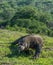 Komodo dragon. Walking Komodo dragon stuck out forked tongue and sniff air.