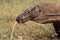 Komodo dragon, waran, monitor lizard, a dangerous reptile