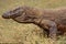 Komodo dragon, waran, monitor lizard, a dangerous reptile