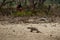 Komodo dragon youngster with local people in the beautiful nature habitat