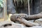 Komodo dragon at Zoo Praha