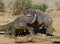 Komodo Dragons are fighting each other. Very rare picture. Indonesia. Komodo National Park.