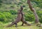 Komodo Dragons are fighting each other. Very rare picture. Indonesia. Komodo National Park.