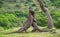 Komodo Dragons are fighting each other. Very rare picture. Indonesia. Komodo National Park.