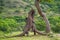 Komodo Dragons are fighting each other. Very rare picture. Indonesia. Komodo National Park.