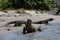 Komodo Dragons in Horseshoe Bay, Komodo National Park