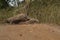 Komodo dragons during mating and guarding nest close to photographer