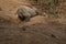 Komodo dragons during mating and guarding nest close to photographer