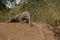 Komodo dragons during mating and guarding nest close to photographer