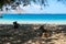 Komodo - A heard of deer resting on the beach, in the shadow