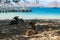 Komodo - A heard of deer resting on the beach, in the shadow