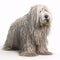 Komondor breed dog isolated on white background