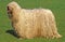 KOMONDOR DOG, ADULT ON GRASS