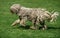 KOMONDOR DOG, ADULT RUNNING ON GRASS