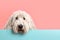 Komondor dog puppy peeking over pastel bright background. advertisement