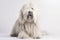 Komondor Dog On White Background. Generative AI