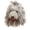 Komondor, Hungarian Komondor, Hungarian Sheepdog, Mop dog digital art illustration isolated on white background. Hungary origin