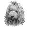 Komondor, Hungarian Komondor, Hungarian Sheepdog, Mop dog digital art illustration isolated on white background. Hungary origin