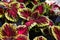 Kong coleus Plants