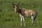 Kongoni, Masai Mara, Kenya